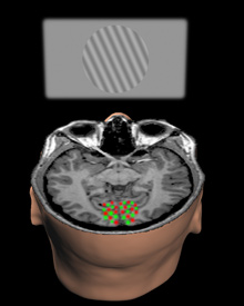 www.danshope.com - Reading Thoughts With Brain Imaging